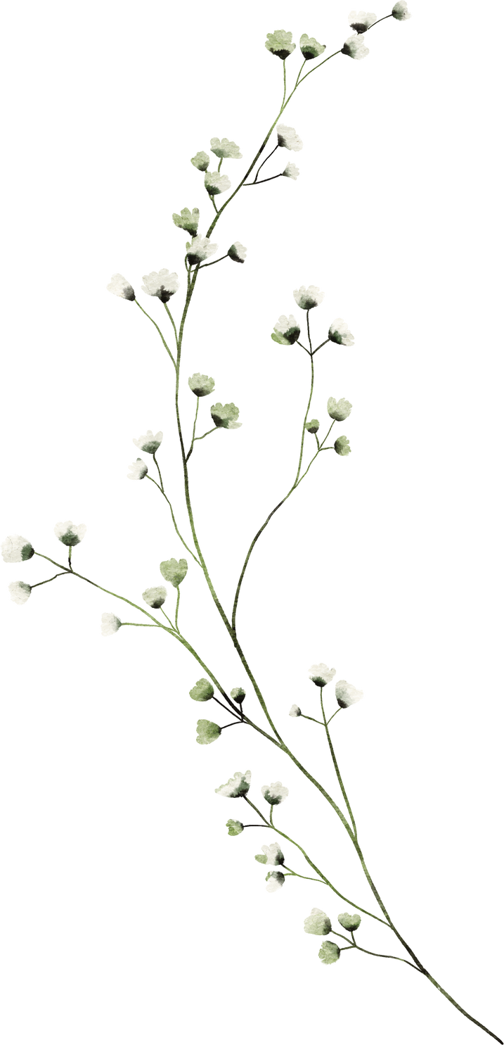 Baby breath flower watercolor